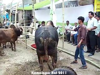 Qurbani Eid In Bangladesh 2011