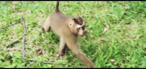Thailande - l'Ile de Khao Yai en video