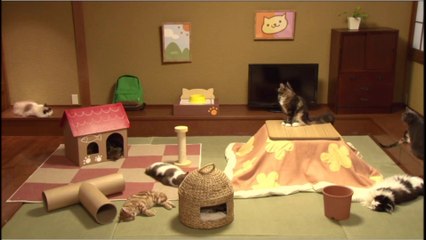 かわいすぎ！「リアルねこあつめ」