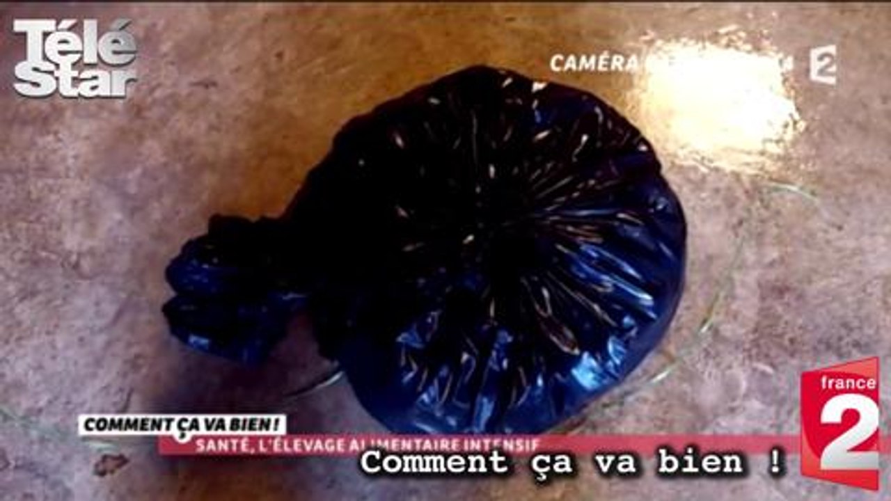 CCVB : l'élevage intensif, lundi 21 septembre
