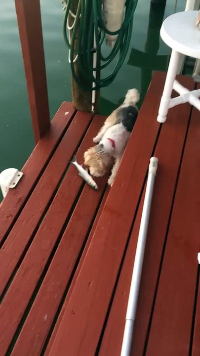 Dog meets fish