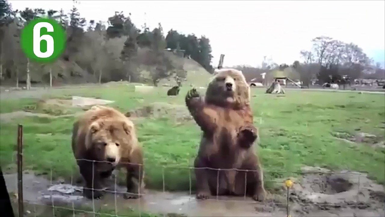 İnsanlıktan Nasibini Almış Olan 15 Hayvan