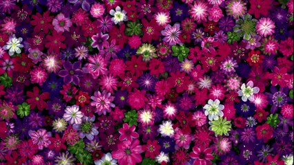 天野尚　takashi amano