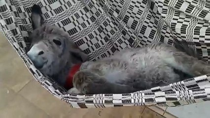 Un ânon se repose sur un hamac