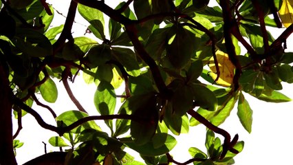 Alice Arutkin au pays des merveilles du windsurf