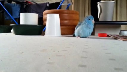 Parrot Chases Plastic Cup