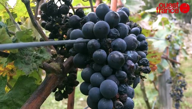 Récolte dans les vignes du Mans