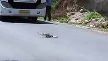 Snake and mongoose fighting on road - Video Dailymotion