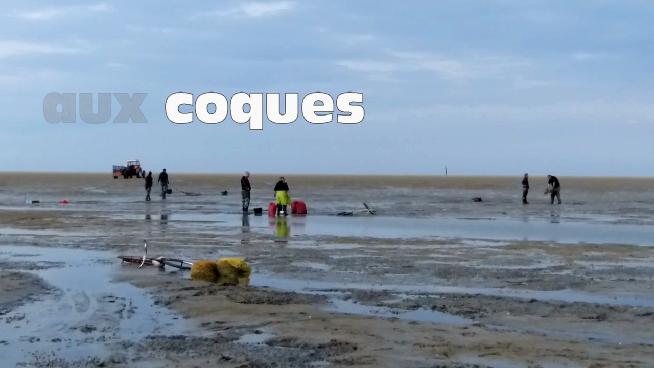 Pêche aux coques en baie d'Authie