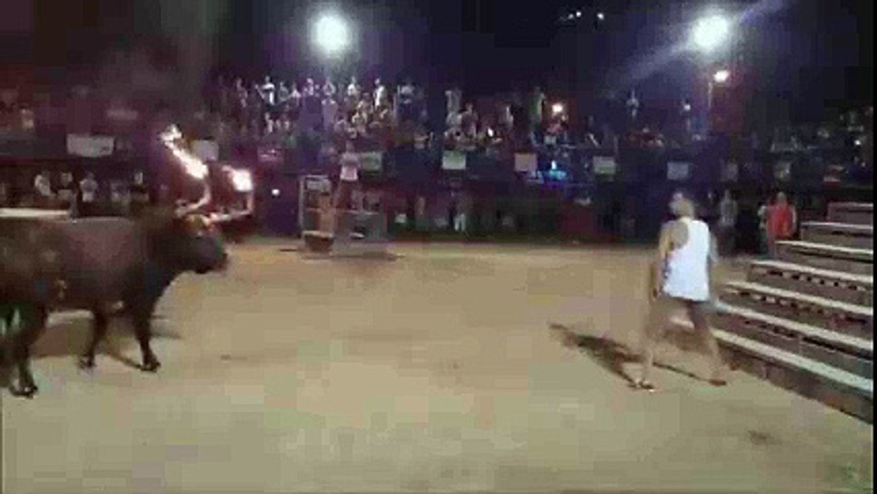 Bull Fight