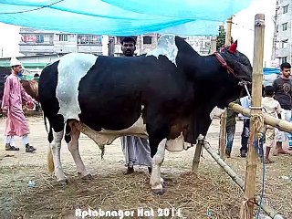 Qurbani Eid In Bangladesh 2011
