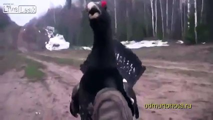 Russia, Wood Grouse attack
