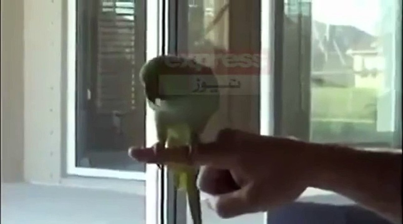 PARROT