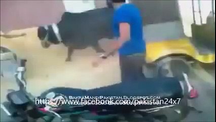 Crazy cow. Must watch