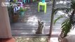LiveLeak.com - Raccoon Knocks On Door For Food