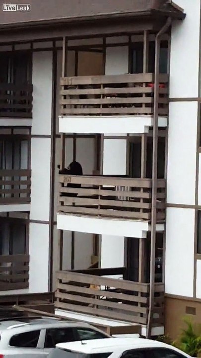 Bear climbs condo building