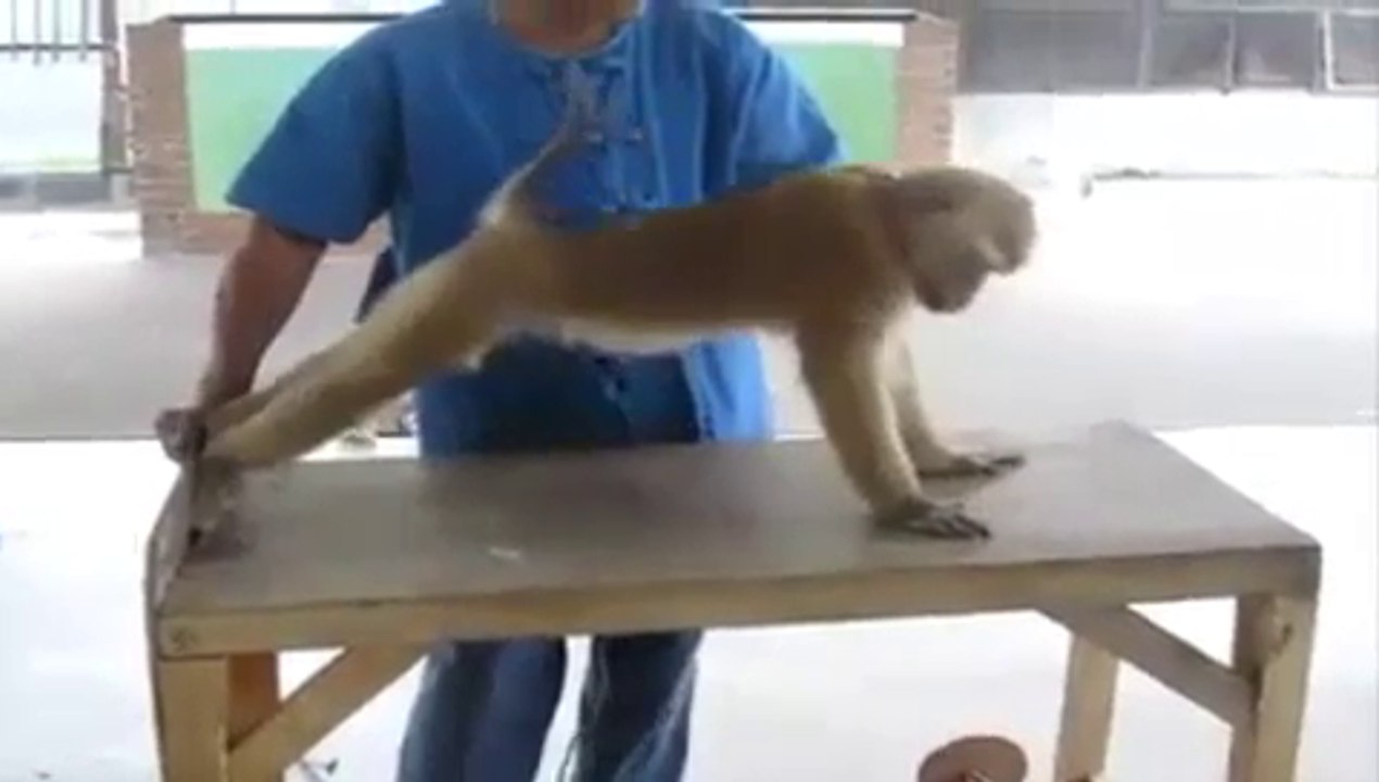 Ha Ha Ha Amazing Monkey doing Push Ups
