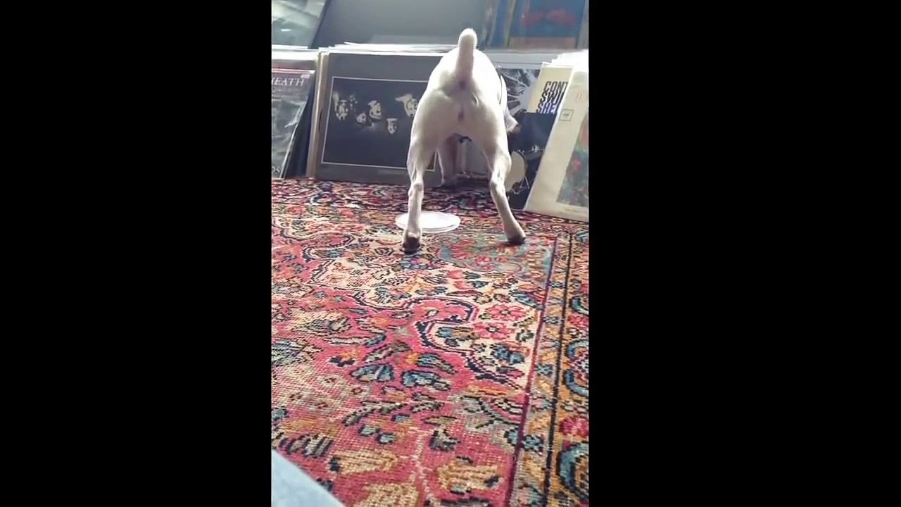DOG ATTACK!!!!