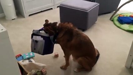 Caught Red Handed Sadie