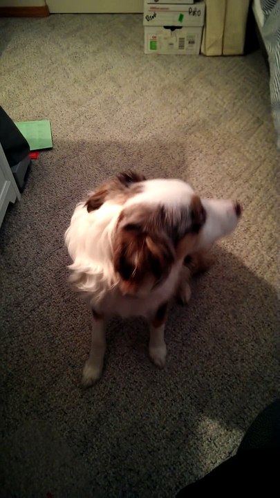 Defective Dog Siren