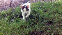 LiveLeak.com - Little Farm Dog Wants to Make Friends With Cat
