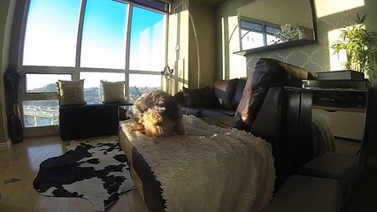 Dog Is Terrible At Catch