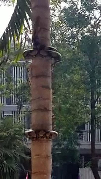 Snake Climbing a tree