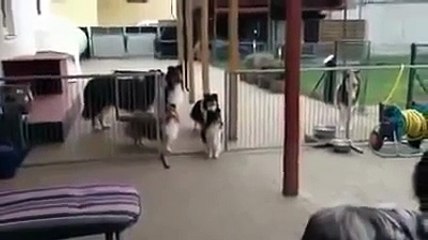 Dogs Called To Eat One At a Time!