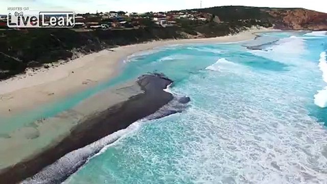 Dolphins Surfing and Playing in the Waves