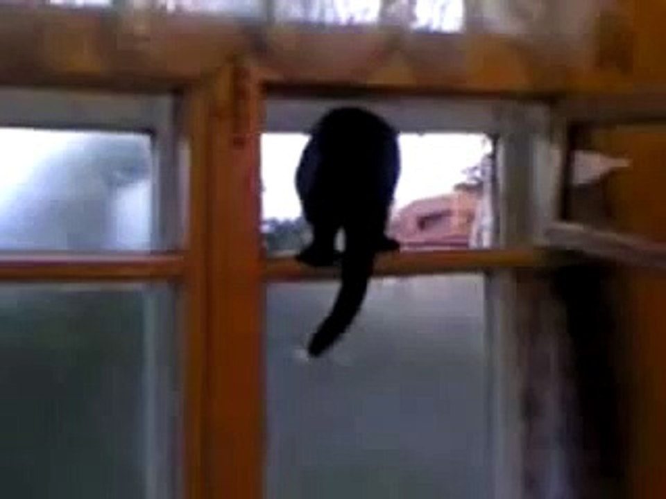 Double Agent Cat