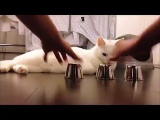 Talented Cat
