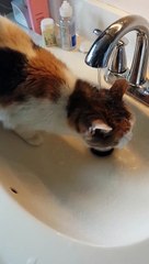 Un chat boit d'une manière étrange