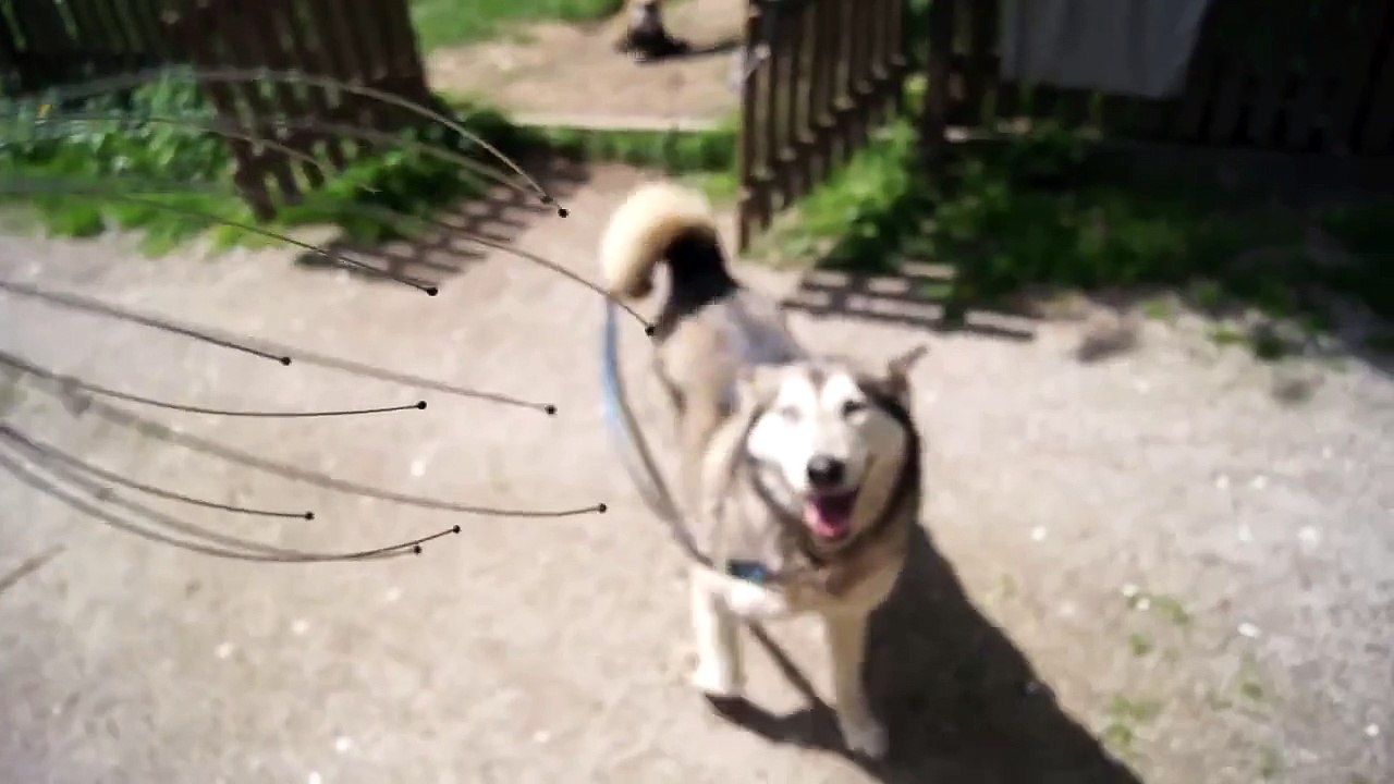 Husky Head Massage