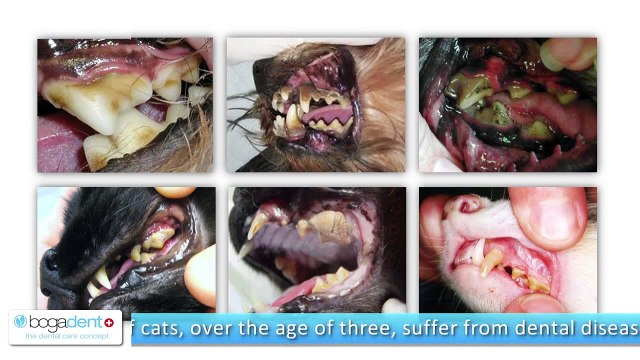 Dental hygiene products for dogs and cats