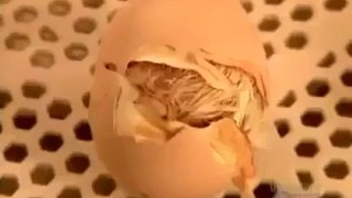 What comes first in the world Egg or Hen