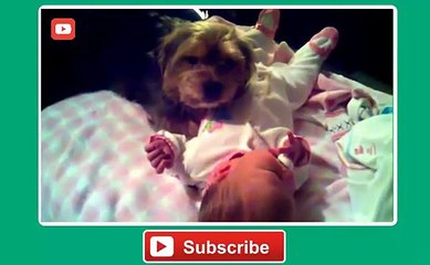 Funny Dogs Protecting Babies Compilation 2014