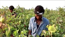 مزارعو القطن بمصر يشتكون من تراجع الإنتاج