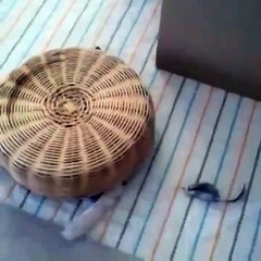 Stealth Cat Gets His Toy Mouse