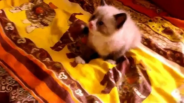 Напугали котенка пылесосом!