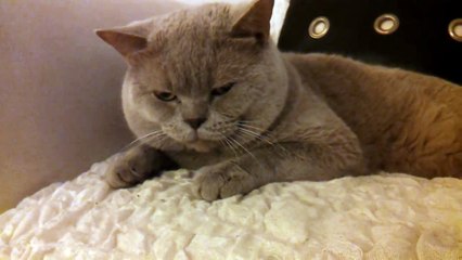 Наши беседы с котом британским говорящим.