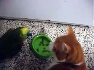 Попугай хамит за завтраком коту и получает за это с полна)))