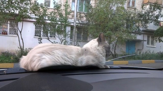 Самый упрямый кот в мире, упрямое животное )))