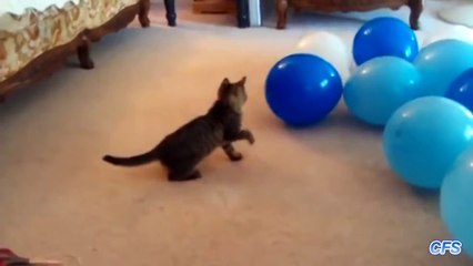 Cats vs balloon explosion ( Funny Compilation)