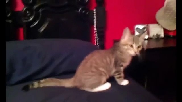 Farting animals compilation funny cats dogs horses passing gas