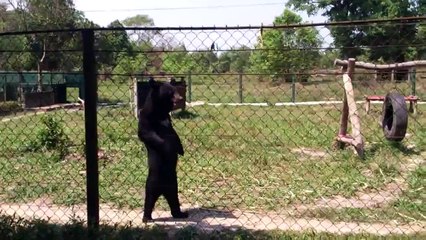 Funny bear walking like human