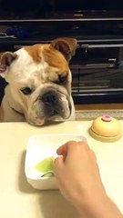 Un chien qui sonne une cloche pour réclamer a manger