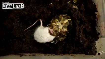 ★-CERATOPHRYS PACMAN FROG EATING A MOUSE-★