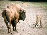 Geyik Hayatının Hatasını Yaptı - Bizona Kafa Tutan geyik öldü