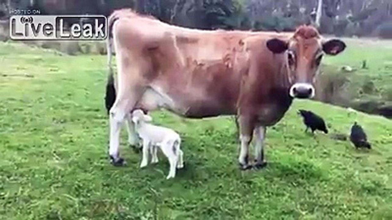 Mother from another, erm, species?