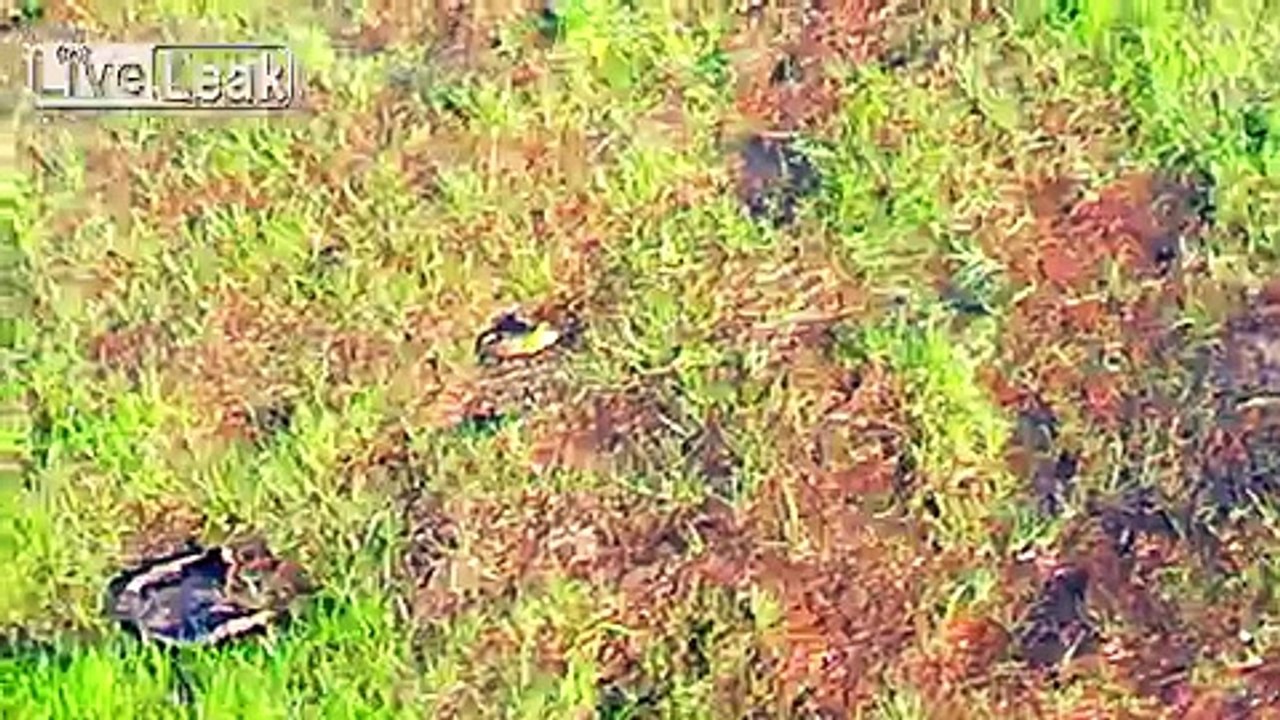 Little Green Frog...